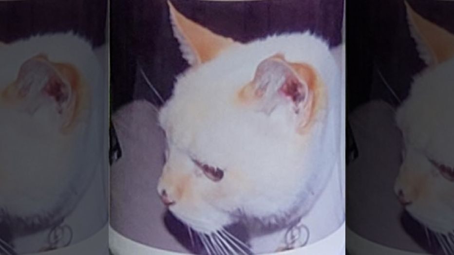 cat voter application