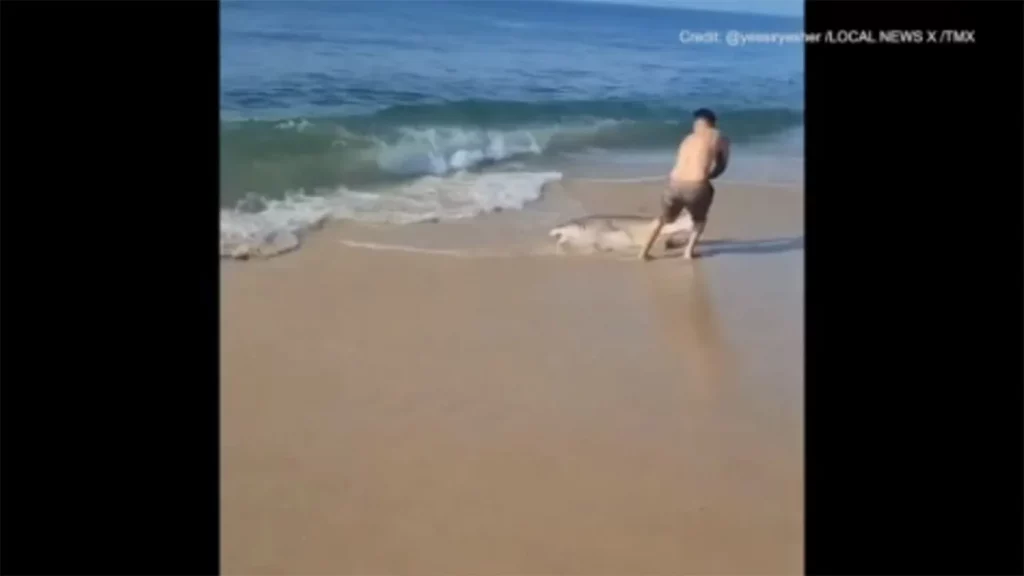 new york shark