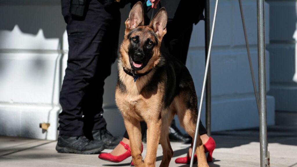 biden family dog commander