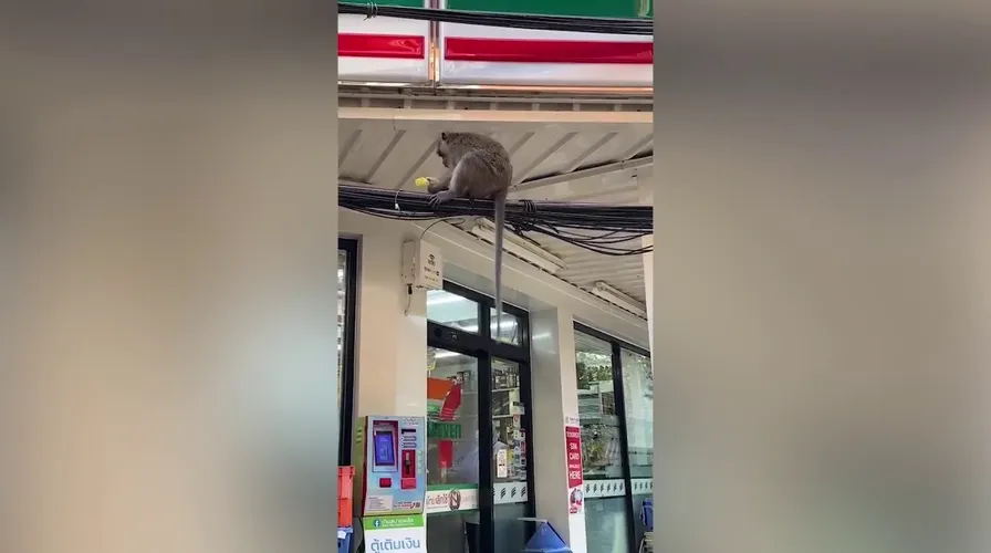 monkeys
