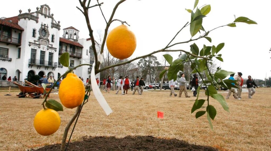 lemon auction