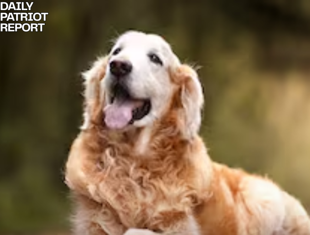 dog dependent irs