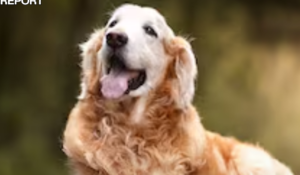 Lawyer Sues IRS To Classify Pets As Legal Dependents