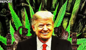 Trump Weighing Executive Order On Marijuana Reclassification