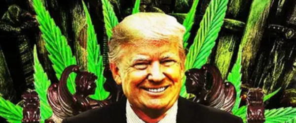 trump marijuana cannabis
