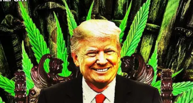 trump marijuana cannabis