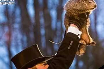 punxsutawney phil