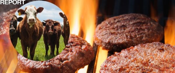 beef cattle shortage