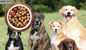Dog Food Recalled United States and Canada After Reports of Metal Contamination