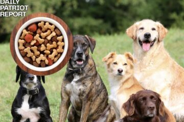 fromm pate dog food recall united states canada