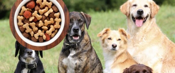 fromm pate dog food recall united states canada