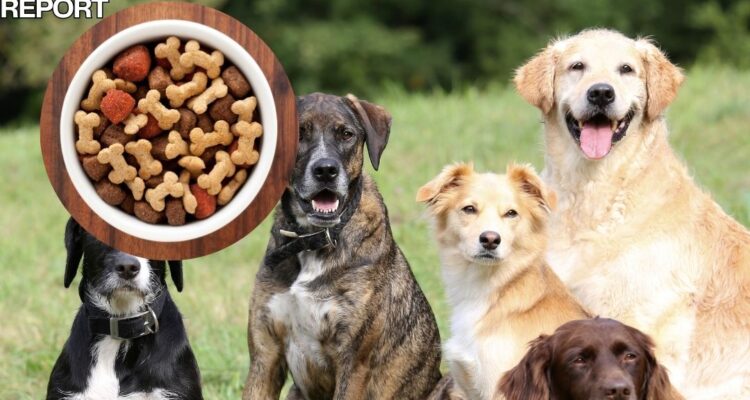 fromm pate dog food recall united states canada